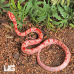 Baby Amel Red Zeppelin Okeetee Cornsnake