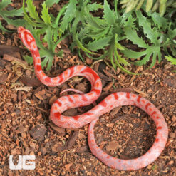 Baby Amel Red Zeppelin Okeetee Cornsnake