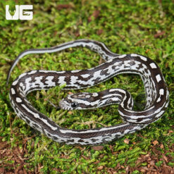 Baby Anery Tessera Cornsnake