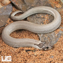 Baby Axanthic Super Anaconda Western Hognose Snake