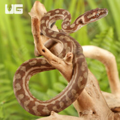 Baby Caramel Coastal Het Axanthic Carpet Python