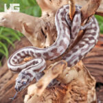 Baby Caramel Jaguar Het Axanthic Carpet Python