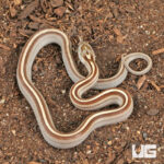 Baby Caramel Tessera Cornsnake