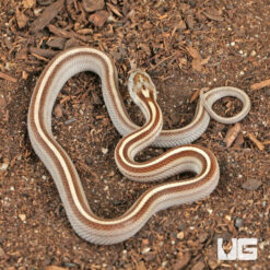 Baby Caramel Tessera Cornsnake