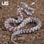 Baby Anery Hypo Florida Kingsnake