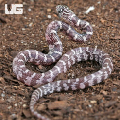 Baby Anery Hypo Florida Kingsnake