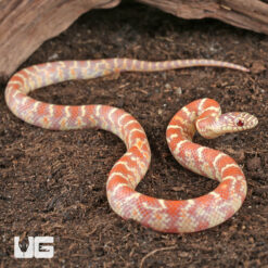 Baby Hyper Lavender Florida Kingsnake