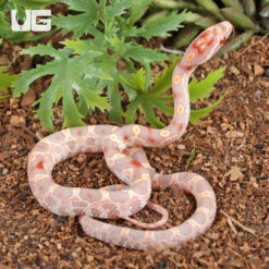 Baby Extreme High White Amel Okeetee Cornsnake
