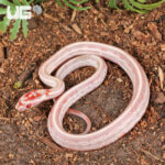 Baby High White Amel Tessera Cornsnake