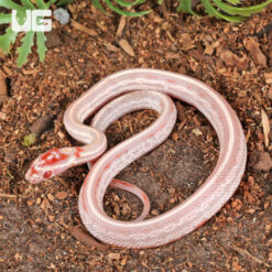 Baby High White Amel Tessera Cornsnake