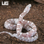 Baby Sunkissed Ghost Cornsnake