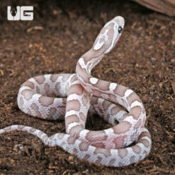 Baby Sunkissed Ghost Cornsnake