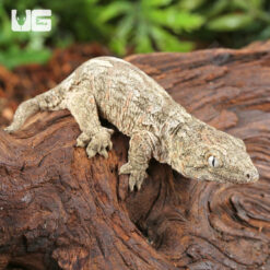 Baby High Pink Nu Ana Leachianus Gecko #2