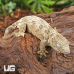 Baby High Pink Nu Ana Leachianus Gecko #3