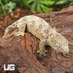 Baby High Pink Nu Ana Leachianus Gecko #3