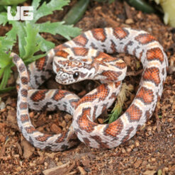 Baby Miami Sunkiss Cornsnake