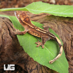 Baby Mosaic Line Crested Gecko