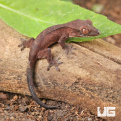 Baby Red Dalmatian Crested Gecko