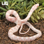 Baby Salmon Snow Cornsnake