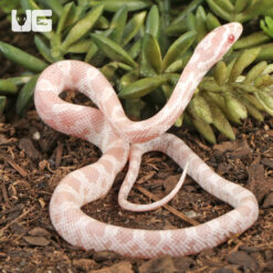Baby Salmon Snow Cornsnake