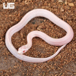 Baby Salmon Snow Tessera Cornsnake