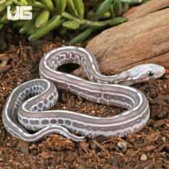 Baby Scaleless Anery Tessera Cornsnake