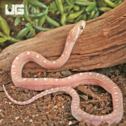 Baby Scaleless Ultra-Mel Cornsnake