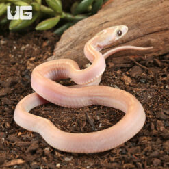 Baby Scaleless Ultra-Mel Tessera Cornsnake
