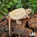 Baby T+ Albino Florida Snapping Turtle