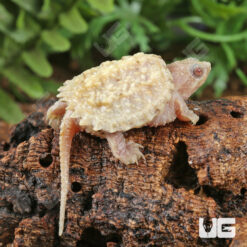 Baby T+ Albino Florida Snapping Turtle
