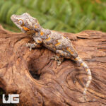 Baby Orange Blotched Gargoyle Gecko