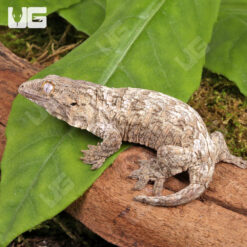 Baby GTA x Nu Ana Leachianus Gecko