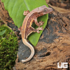 Baby Pinstripe Lilly White Crested Gecko