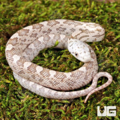 Baby Moonshine Ratsnake