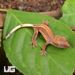 Baby Red Phantom Pinstripe Crested Gecko