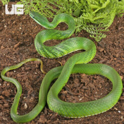 Blue Eyed Bush Rat Snake