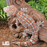 Bold Stripe Tokay Gecko