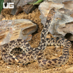 Bull Snake