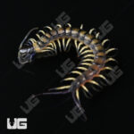 C.B. Baby Vietnamese Black Flame Centipede