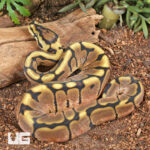 Baby Male Calico Spider Ball Python