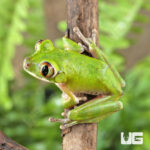 Cameroon Forest Tree Frog