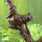 Cameroon Tigerleg Tree Frog