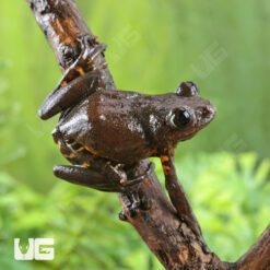 Cameroon Tigerleg Tree Frog
