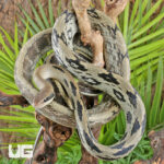 Chinese Beauty Ratsnake