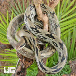 Chinese Beauty Ratsnake