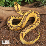 Baby Clown Enchi Pastel Ball Python