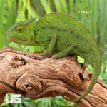 Crested Chameleon