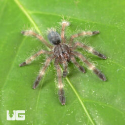 Darth Maul Tree Tarantula (.5 - 1'')