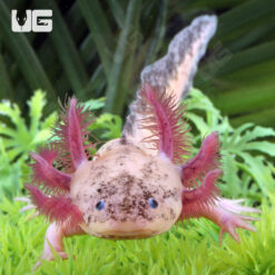 "Cookies & Cream" Sub Adult Dirty Leucistic Axolotl #1