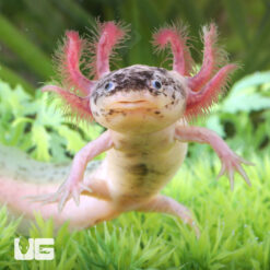 "Blizzard Bean" Sub Adult Dirty Leucistic Axolotl #2